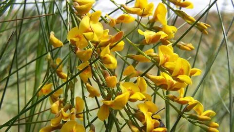Golden Spray