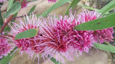 Grass-leaf Hakea