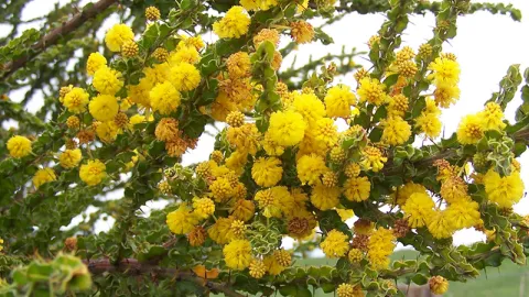 Hedge Wattle