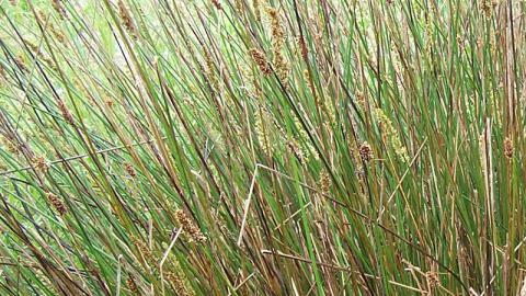 Hollow Sedge