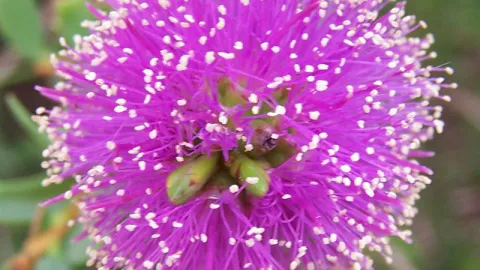 Honey-myrtle