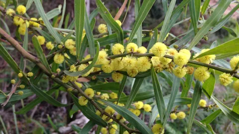 Hop Wattle