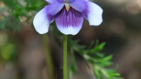 Ivy-leaf Violet