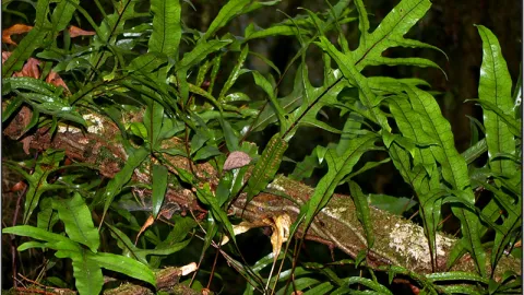 Kangaroo Fern