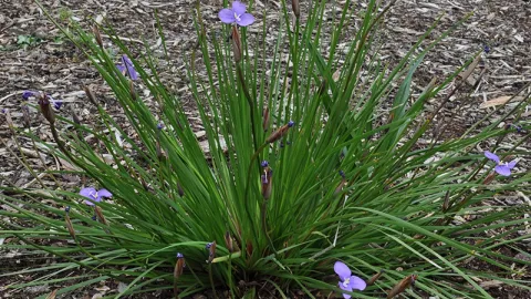 Long-purple Flag