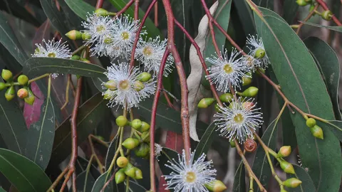 Manna Gum