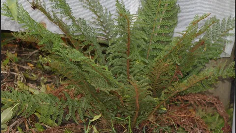 Mother Shield-fern