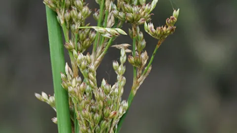 Pale Rush