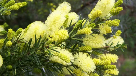 Prickly Moses