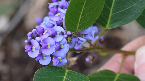 Purple Coral-pea