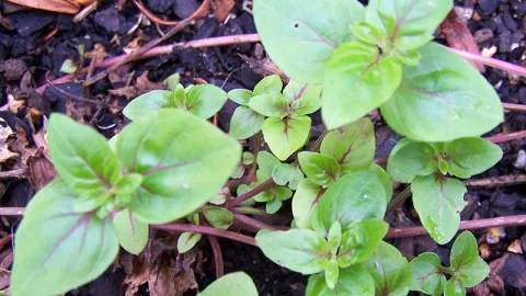 River Mint