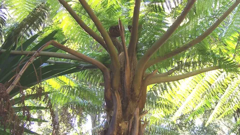 Rough Tree Fern