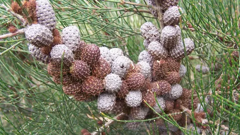 Scrub She-oak