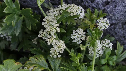 Sea Celery