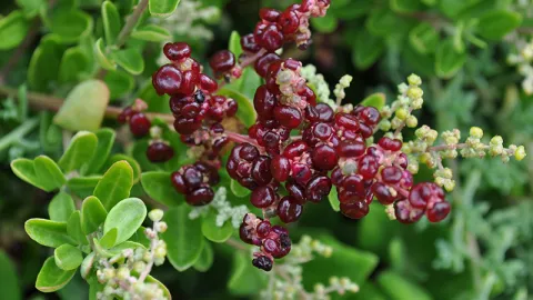 Seaberry Saltbush