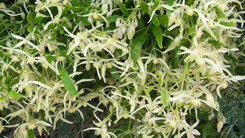 Small leaved Clematis