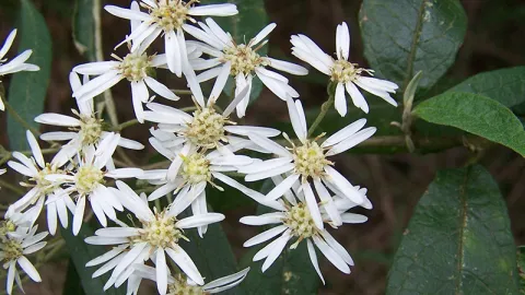 Snowy Daisy-bush