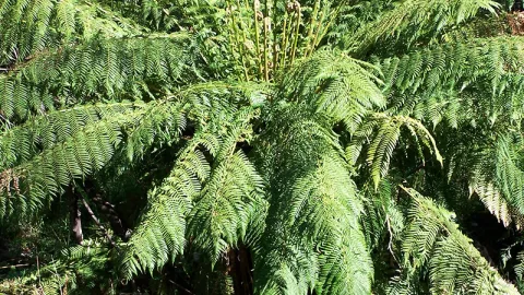 Soft tree fern
