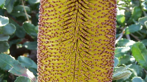 Southern-plains Banksia
