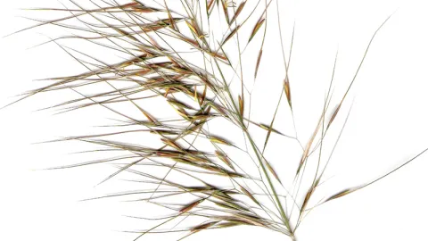 Spear Grass