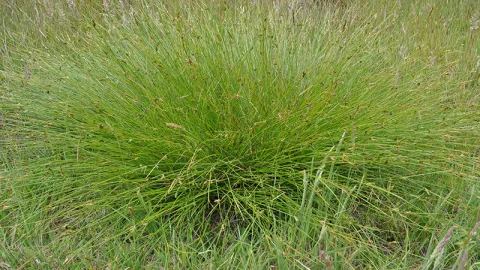 Strand Sedge