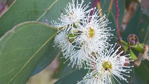Swamp Gum