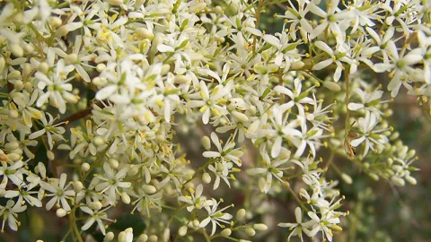 Sweet Bursaria