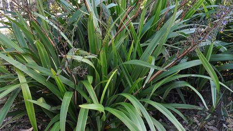 Dianella tasmanica