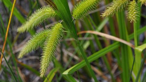 Tassel Sedge