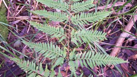 Tender Brake Fern