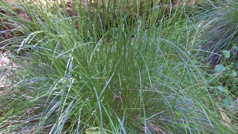 Tussock Grass