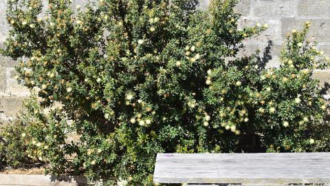 Urchin Dryandra