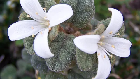 White Correa