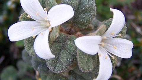 White Correa