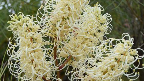 White-plumed Grevillea