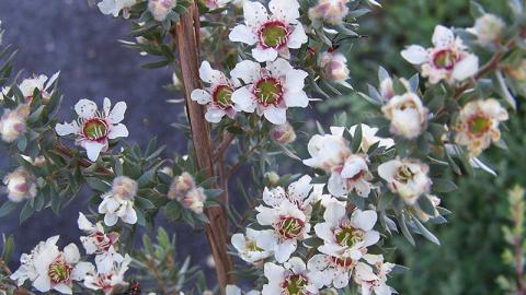 Woolly Tea-tree