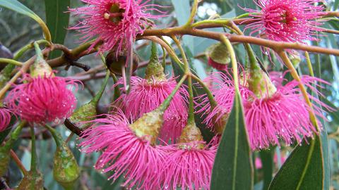 Yellow Gum