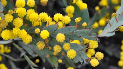 Flat Leaf Wattle