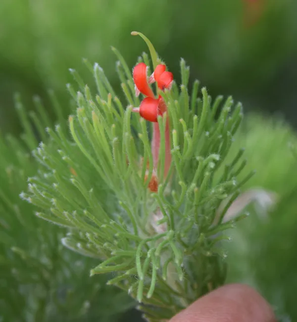 Albany Woolly Bush