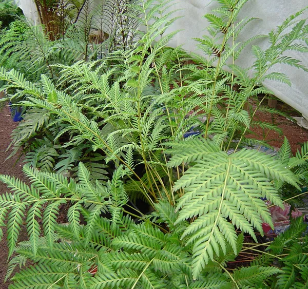 Austral King-fern