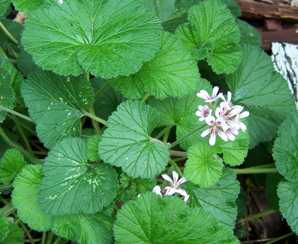 Austral Stork's-bill