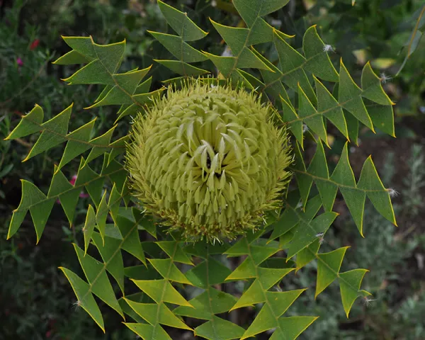 Baxters Banksia