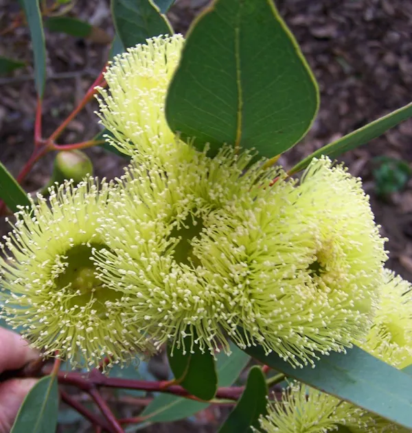 Bell-fruited Mallee