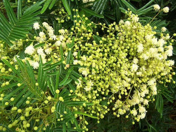 Black Wattle