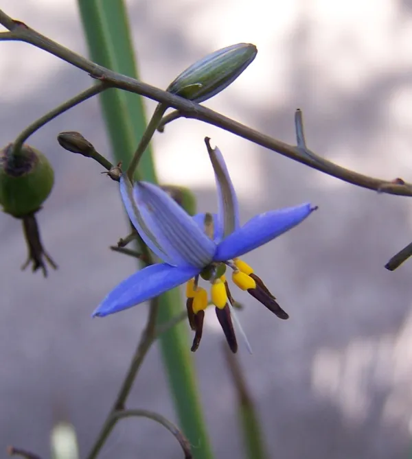 Black-anther Flax-lily
