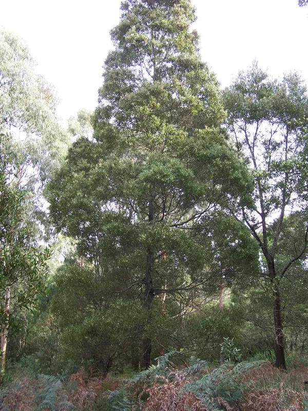 Blackwood Wattle