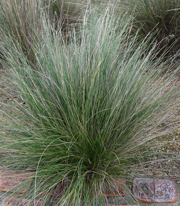 Blue Tussock-grass