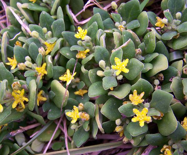 Bower Spinach