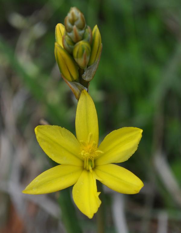 Bulbine Lily