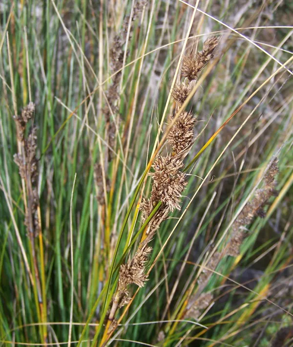 Chaffy Saw-sedge
